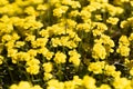 Saturated tiny yellow flowers blooming on spring meadow closeup, macro, detail, blur in sunshine with green grass. Joyful natural. Royalty Free Stock Photo