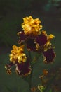 The saturated yellow-purple iris flowers are shot close-up