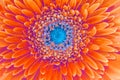 Saturation luminosity color. Gerbera flower closeup background Royalty Free Stock Photo
