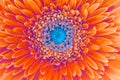 Saturation luminosity color. Gerbera flower closeup background