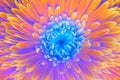 Saturation luminosity color. Gerbera flower Royalty Free Stock Photo