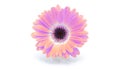 Saturation luminosity color. Gerbera flower on white background