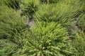 Satureja montana herb plant in the garden