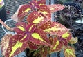 Saturn Coleus, Plectranthus scutellarioides Saturn, Solenostemon scutellarioides