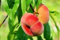 Saturn peach Royalty Free Stock Photo