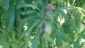 Saturn peaches, donut peaches Royalty Free Stock Photo