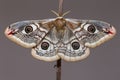 Saturnia pavonia (The Small Emperor Moth)-butterfly Royalty Free Stock Photo