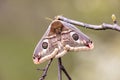 Saturnia pavonia, the small emperor moth
