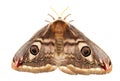 Small emperor moth isolated on white background, Saturnia pavonia Royalty Free Stock Photo