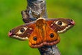 Saturnia pavoniella Royalty Free Stock Photo