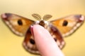 Saturnia Pavoniella Emperor Moth brown butterfly over the finger