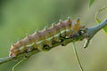 Saturnia pyri butterfly caterpillar