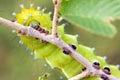 Saturnia pyri caterpillar Royalty Free Stock Photo
