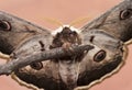 Saturnia pyri Giant peacock moth, Aristotle`s silkworm noturnal butterfly of enormous size large wings with eye-like ocelli