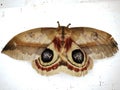 a Saturniid moth (family Saturniidae) Hemileucinae - Automeris species Royalty Free Stock Photo