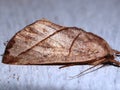 a Saturniid moth (family Saturniidae)