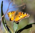 Satyr Comma Butterfly