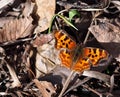 Satyr Comma Butterfly Royalty Free Stock Photo