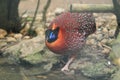 Satyr tragopan Royalty Free Stock Photo