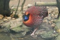 Satyr tragopan