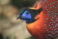 Satyr tragopan Royalty Free Stock Photo