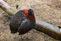 Satyr Tragopan standing in the sand Royalty Free Stock Photo