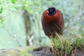 Satyr tragopan Royalty Free Stock Photo