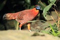 Satyr tragopan Royalty Free Stock Photo