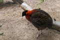 Satyr Tragopan standing in the sand