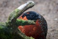 Satyr Tragopan (Tragopan satyra)