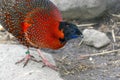 Satyr tragopan (Tragopan satyra)