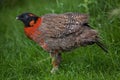 Satyr tragopan Tragopan satyra