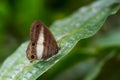 Satyrid butterflie - Euptychoides albofasciata