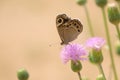 Satyridae butterfly Royalty Free Stock Photo