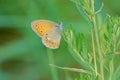 Satyridae butterfly Royalty Free Stock Photo
