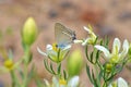 Satyrium abdominalis butterfly nectar suckling on flower of Wild Rue or Peganum harmala Royalty Free Stock Photo