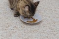 With a saucer of dry food eats at home grey cat Royalty Free Stock Photo
