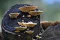 Saucer Fungus grown over a wood log, Dandeli, Karnataka Royalty Free Stock Photo