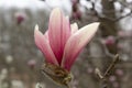 Saucer Magnolia bloom aka Magnolia soulangeana