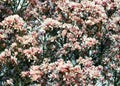 Saucer Magnolia Flowers