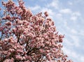 Saucer Magnolia Tree in Bloom Royalty Free Stock Photo