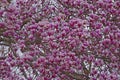 Saucer magnolia tree in blossom