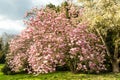 Saucer magnolia tree in full blossom Royalty Free Stock Photo