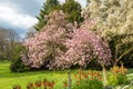 Saucer magnolia tree in full blossom Royalty Free Stock Photo