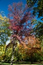 Saucer magnolia tree in full blossom Royalty Free Stock Photo