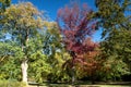 Saucer magnolia tree in full blossom Royalty Free Stock Photo