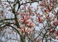 Saucer magnolia tree Royalty Free Stock Photo