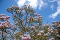 Saucer magnolia Magnolia x soulangeana, a hybrid plant in the genus Magnolia and family Magnoliaceae Royalty Free Stock Photo