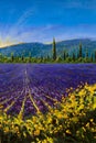 Sault Village in Vaucluse Lavender flower field Provence France Oil painting on canvas Royalty Free Stock Photo