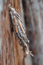 Saunders Case Moth Caterpillar (Metura Elongatus) Cocoon Attached to a tree trunk